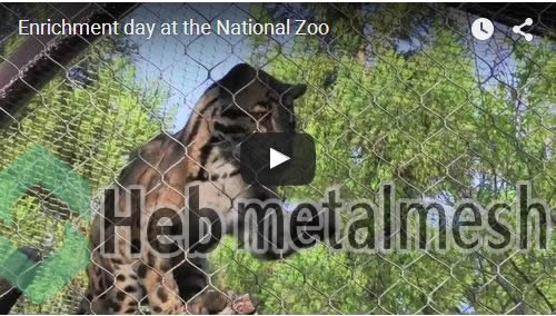 leopard enclosure cages viedo