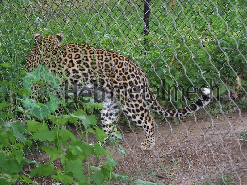 mesh leopard enclosures