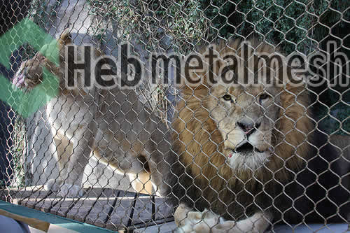 zoo mesh for lion exhibit