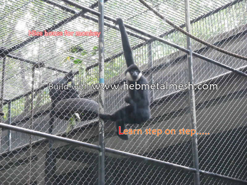 mesh for monkey enclosures, zoo enclosures, zoo mesh, zoomesh, mesh for monkey fence