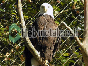 zoo mesh facotry for eagle exhibit, eagle cages mesh, eagle fencing wholesaler