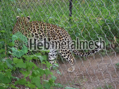 leopard exhibit fence manufacturer, leopard enclosure mesh, leopard cage mesh