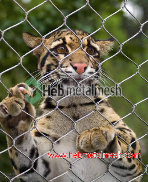 Tiger net fencing, wire mesh for tiger enclosures, tiger cage mesh panels