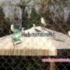 dierentuin mesh