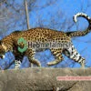 recinzione per leopardi, rete in corda di acciaio inossidabile, rete per recinti per animali, rete per zoo, rete per voliere per uccelli
