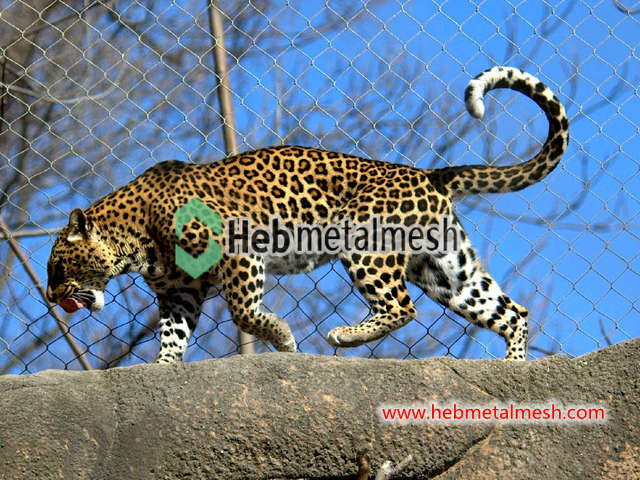 leopard fence, stainless steel rope mesh, animal enclosure mesh, zoo mesh, bird aviary netting