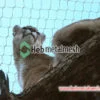 leeuwenhek, roestvrijstalen touwgaas, dierenverblijfgaas, dierentuingaas, vogelvolièrenet
