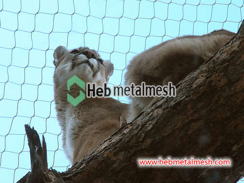 lion fence, stainless steel rope mesh, animal enclosure mesh, zoo mesh, bird aviary netting