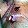 best mesh for pheasant enclosure – 2” mesh