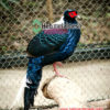 best mesh for pheasant enclosure – 2” mesh