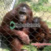 malha de zoológico