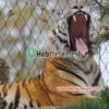 malha de zoológico