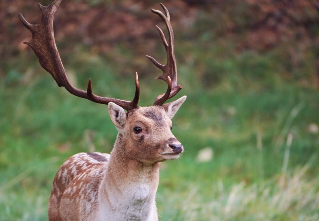 Fowl Deer: Ensuring Safety with Effective Fencing Solutions