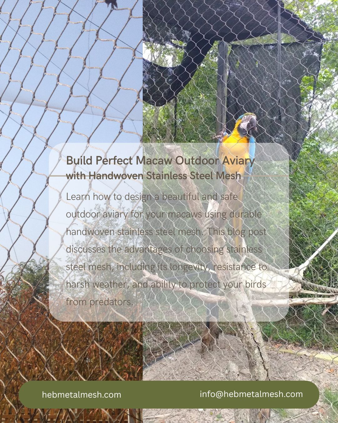 How to Choose the Best Macaw Enclosure Aviary: A Complete Buyer's Guide