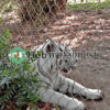 tiger fence