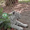 tijgerhek