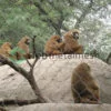 Valla para monos, malla de cuerda de acero inoxidable, malla para recinto de animales, malla para zoológico, red para aviario de pájaros