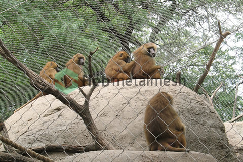 Monkey fence, stainless steel rope mesh, animal enclosure mesh, zoo mesh, bird aviary netting