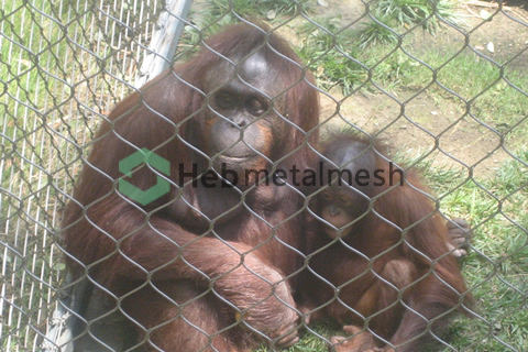 Gorilla fence, stainless steel rope mesh, animal enclosure mesh, zoo mesh, bird aviary netting