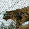 Zoo mesh for Leopard enclosure