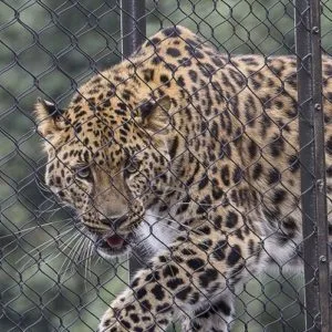 Leopard Enclosure Mesh