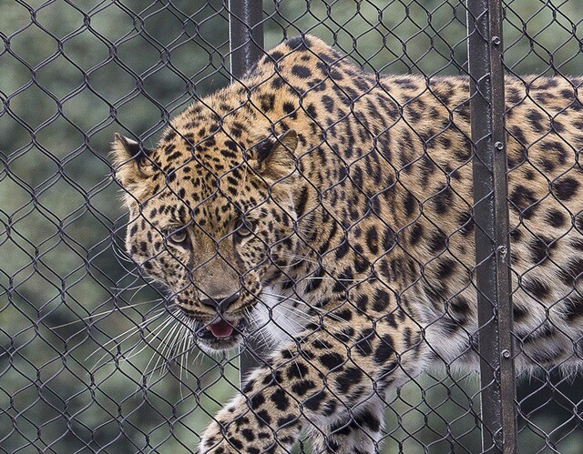 leopard netting