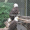 Eagle enclosure fence, handwoven stainless steel netting projects - Hebmetalmesh