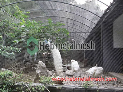 White peafowl exhibit, A bird safely enclosed within aviary netting