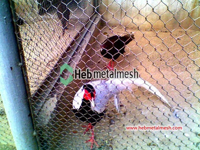 Pheasant exhibit, pheasant cages, pheasant enclosure mesh installing aviary netting