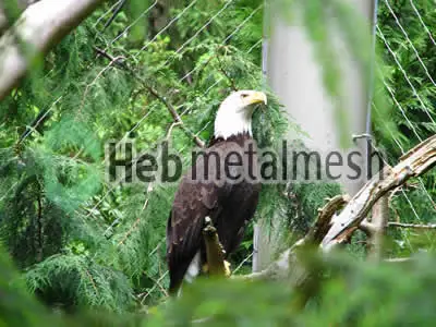 Zoo mesh for eagle exhibit, eagle fence