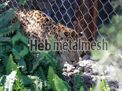 wire mesh for leopards