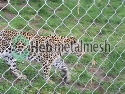 mesh for leopard control
