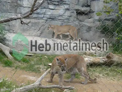 lion enclosure exhibit case of zoo