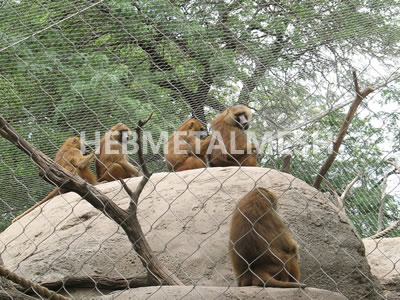 Wire mesh for animal enclosure - zoo mesh supplier