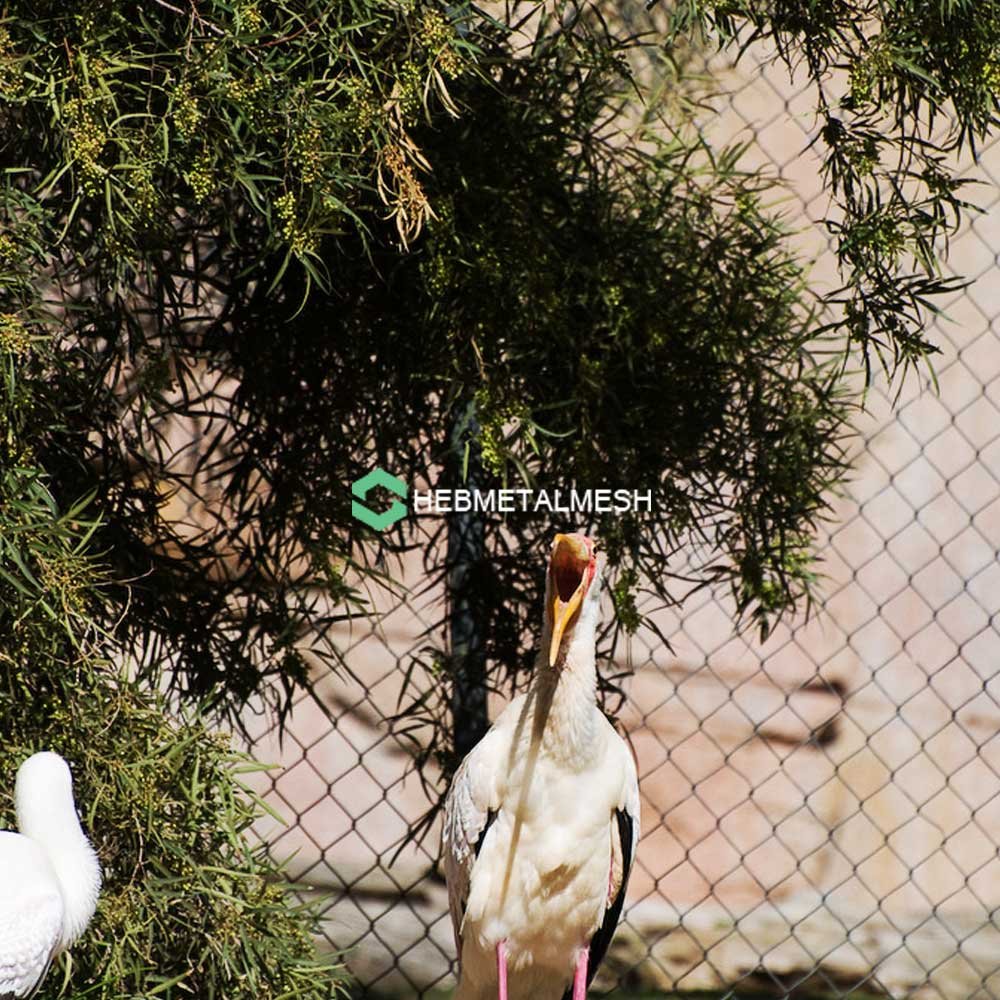 Choosing the Best Aviary Wire Material