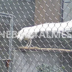 Peacock Enclosure Mesh