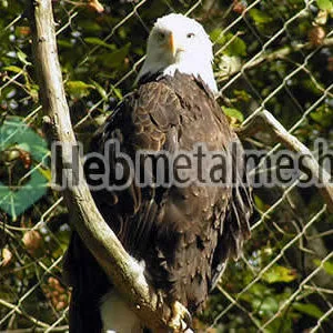 Eagle Netting