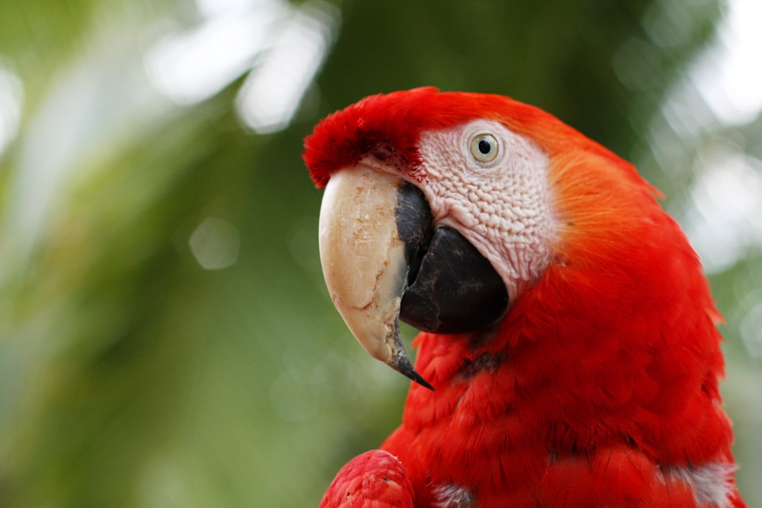 Macaw enclosure