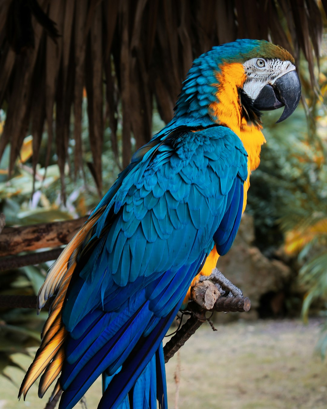 Macaw enclosure cleaning