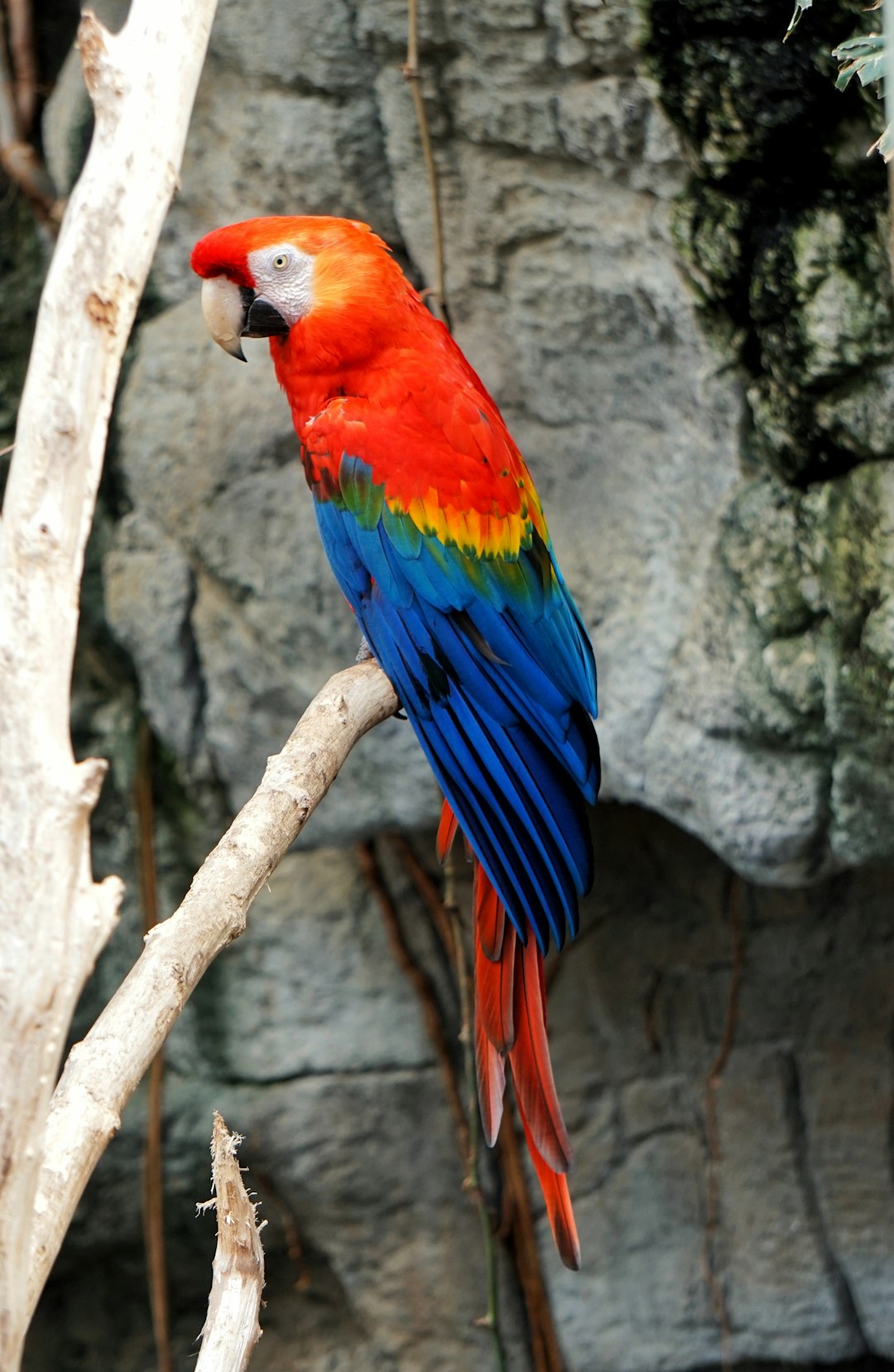 Macaw enclosure sun damage