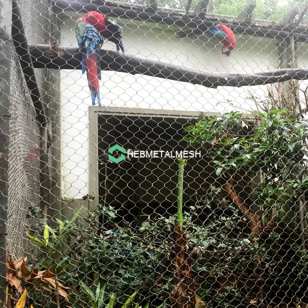 A variety of small birds perched on a mesh fence