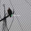 Creating a Spacious and Safe Large Bird Aviary