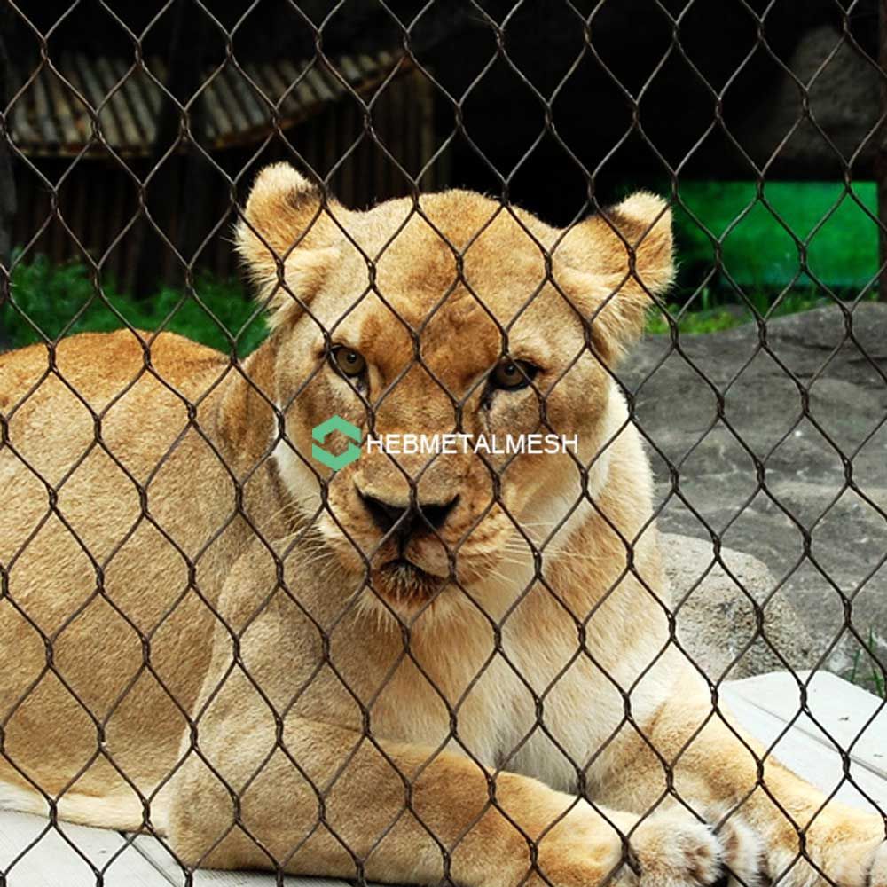 Creating Enriching Habitats The Journey of Zoo Animal Cages