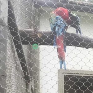 Picture of Parrots enclosure fence netting