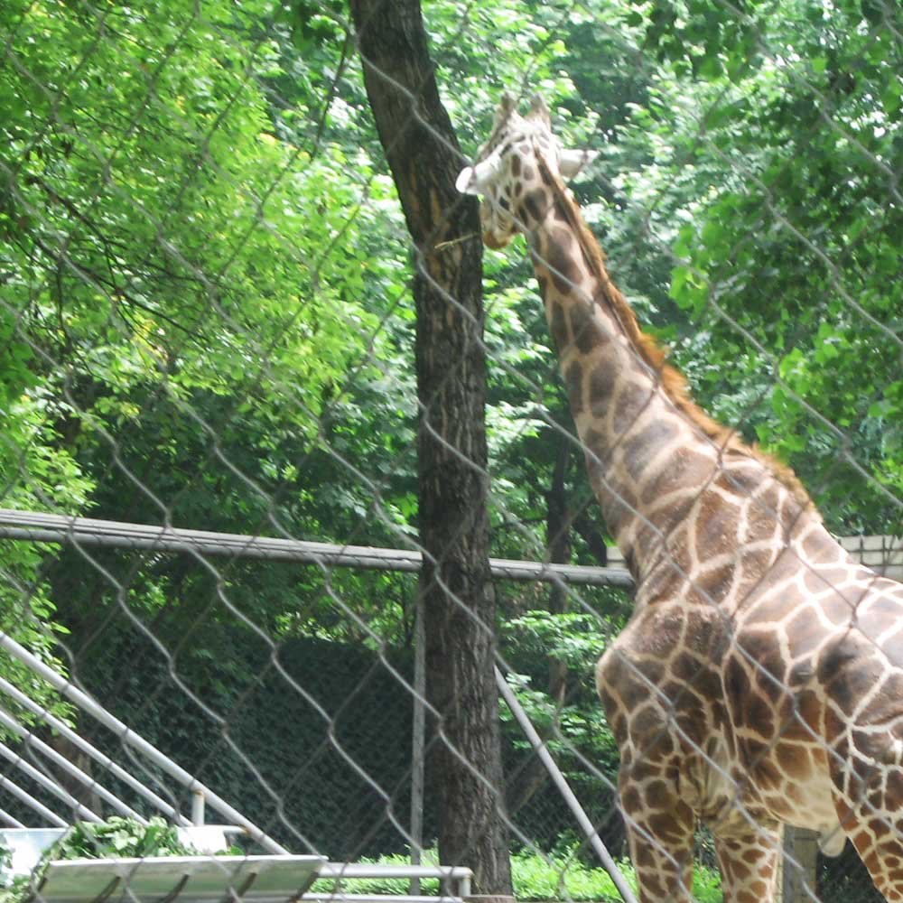 The Evolution of Animal Enclosures: From Cages to Conservation Zones