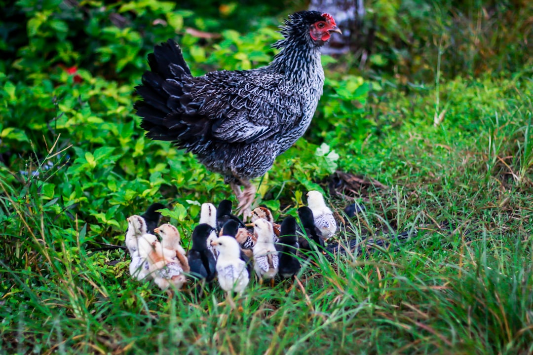 Wire chicken as a climbing aid for plants