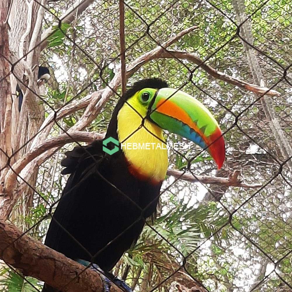 Best Bird Enclosures for Happy and Healthy Birds Cages, Aviaries, and Outdoor Habitats