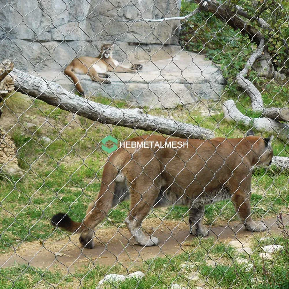 Build the Perfect Lion Enclosure A Comprehensive Guide