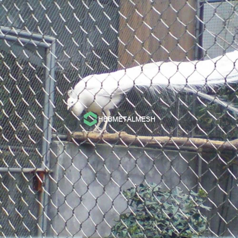 Build the Perfect Peacock Cage