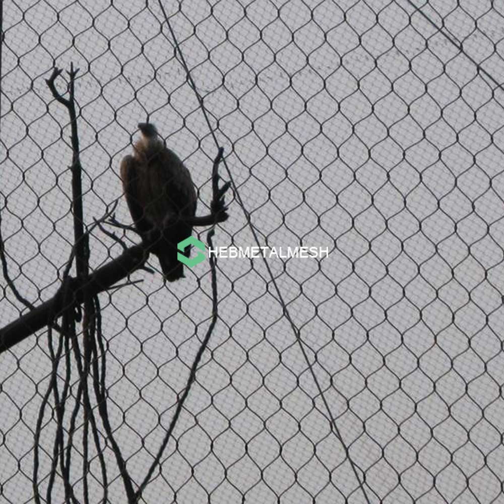 Eagle in a stainless steel aviary